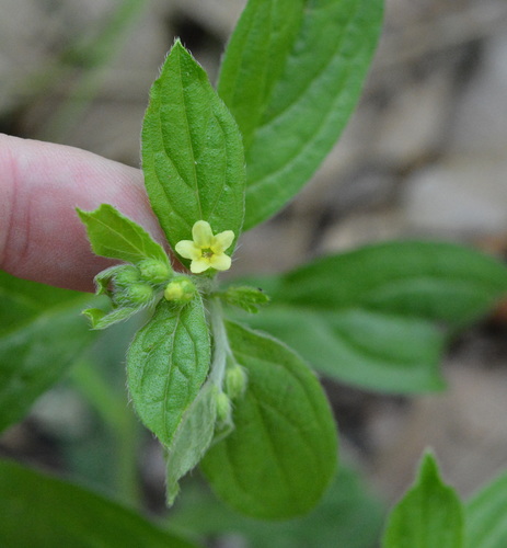 Tuberous stoneseed (Lithospermum tuberosum)