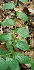 Tuberous stoneseed (Lithospermum tuberosum)