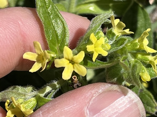 Tuberous stoneseed (Lithospermum tuberosum)