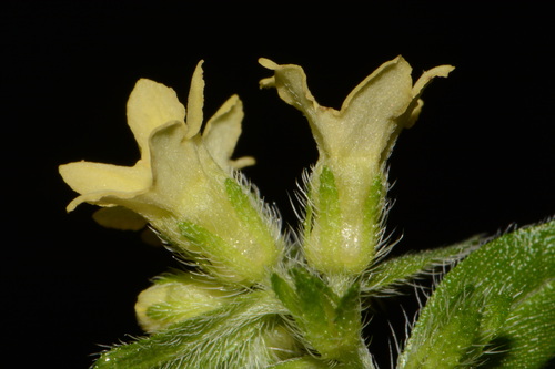 Tuberous stoneseed (Lithospermum tuberosum)