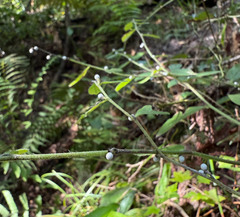 Tuberous stoneseed (Lithospermum tuberosum)