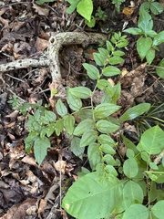 Tuberous stoneseed (Lithospermum tuberosum)