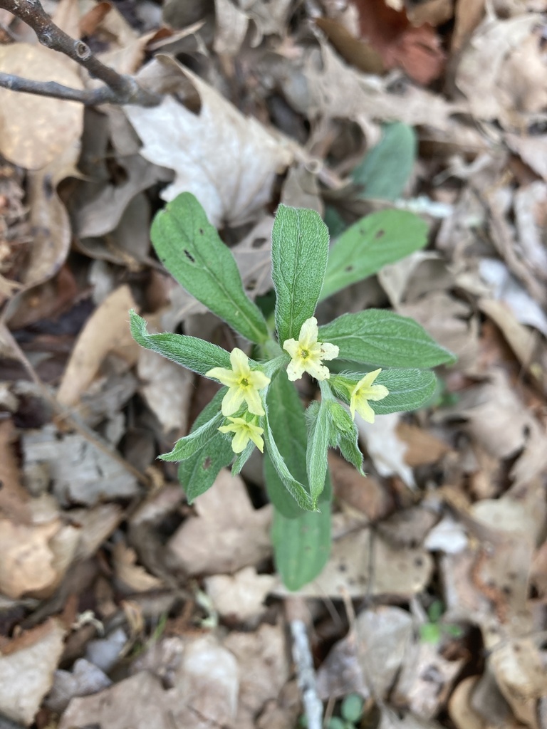 Tuberous stoneseed (Lithospermum tuberosum)