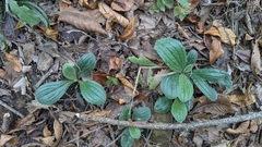 Tuberous stoneseed (Lithospermum tuberosum)