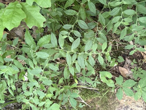 Tuberous stoneseed (Lithospermum tuberosum)
