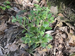 Tuberous stoneseed (Lithospermum tuberosum)