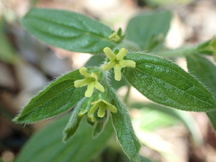 Tuberous stoneseed (Lithospermum tuberosum)