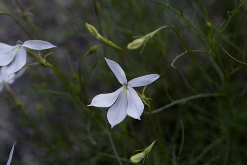 Lithotoma anethifolia (Lithotoma anethifolia)