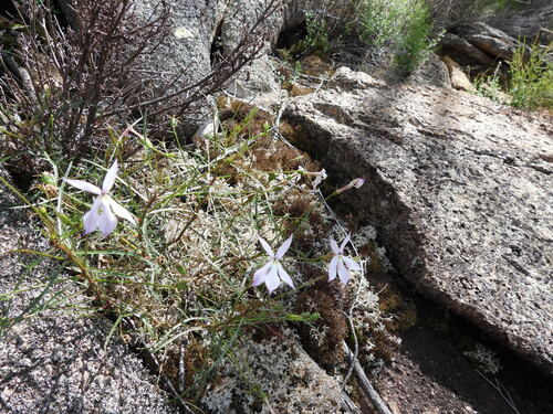 Lithotoma anethifolia (Lithotoma anethifolia)