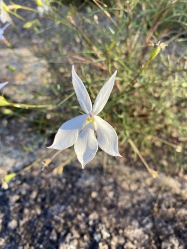 Lithotoma anethifolia (Lithotoma anethifolia)