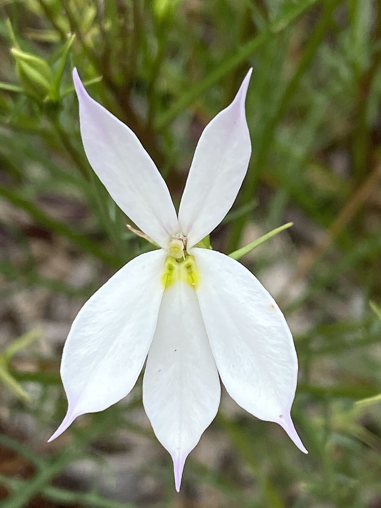 Lithotoma anethifolia: Isotoma anethifolia cultivated plant growing in The Australian Botanic Garden