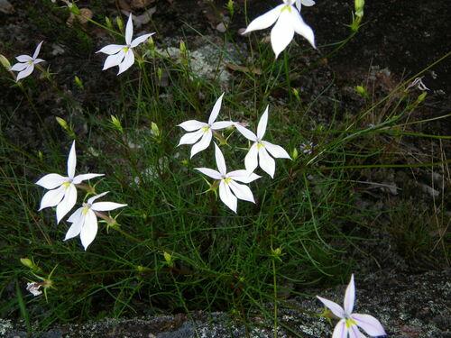 Lithotoma anethifolia (Lithotoma anethifolia)