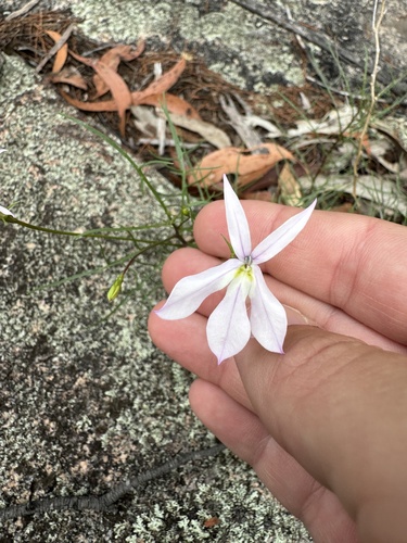 Lithotoma anethifolia (Lithotoma anethifolia)