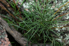 Lithotoma anethifolia (Lithotoma anethifolia)