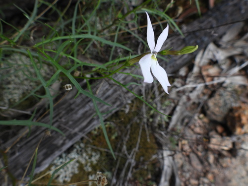 Lithotoma anethifolia (Lithotoma anethifolia)