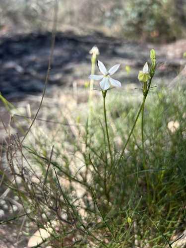 Lithotoma anethifolia (Lithotoma anethifolia)