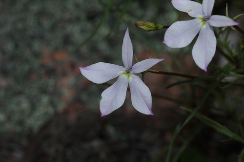 Lithotoma anethifolia (Lithotoma anethifolia)