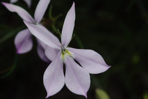 Lithotoma anethifolia (Lithotoma anethifolia)