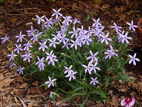 Lithotoma axillaris: Australian native (NSW, QLD, VIC) - new 'resident' in my garden Small perennial plant (30-50cm) of Campanulaceae (Lobeliaceae) family