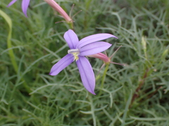Lithotoma axillaris (Lithotoma axillaris)