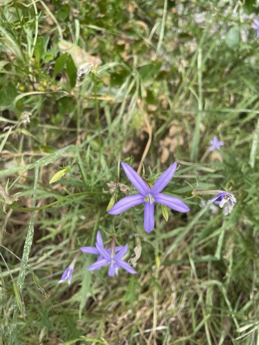 Lithotoma axillaris (Lithotoma axillaris)