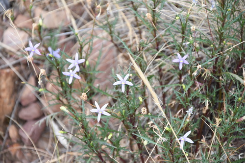 Lithotoma axillaris (Lithotoma axillaris)