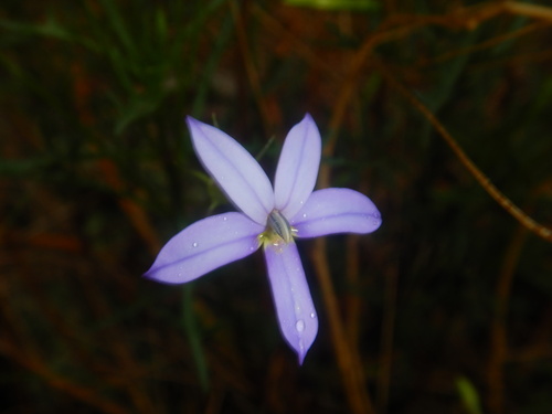 Lithotoma axillaris (Lithotoma axillaris)