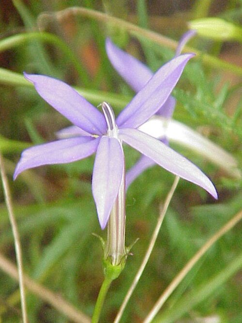 Lithotoma axillaris (Lithotoma axillaris)