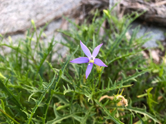 Lithotoma axillaris (Lithotoma axillaris)