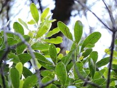 Lithraea brasiliensis (Lithraea brasiliensis)