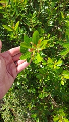 Lithraea brasiliensis (Lithraea brasiliensis)