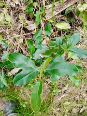 Lithraea brasiliensis (Lithraea brasiliensis)