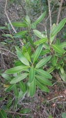 Lithraea brasiliensis (Lithraea brasiliensis)