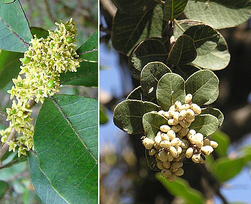 Lithraea caustica: Fruit of the 'caustic' Litre tree. In context at www.dixpix.ca/sth_cordillera/flora/sap_zyg/index.html