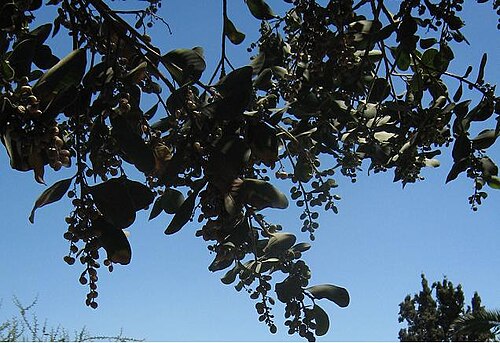 Lithraea caustica: Lithrea caustica : crop of Lithrea31.jpg image