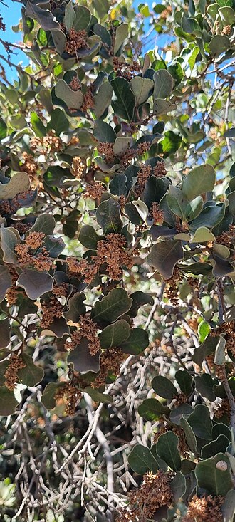 Lithraea caustica: Lithraea caustica, FFXQ+QF, La Florida, Peñalolén, Santiago Metropolitan Region, Chile, 2026-01-16 (iNaturalist).
