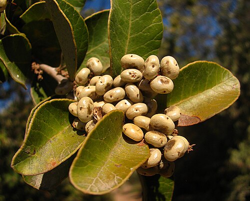 Lithraea caustica: Litre frutos