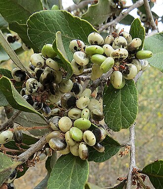 Lithraea caustica: Fruit of the Litre tree. This species is one of the major constituents of what is left of the native forests of central Chile, but it can cause a rash on some p