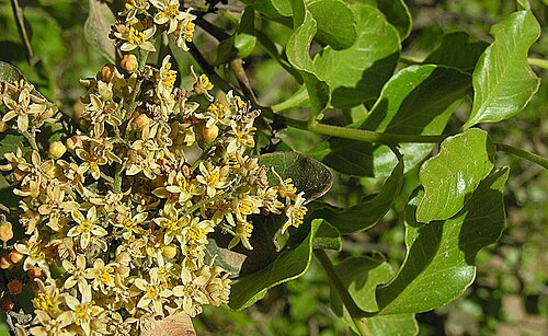 Lithraea caustica: The abundant Litre tree of Chile, which causes an allergic reaction on many people. In context at www.dixpix.ca/sth_cordillera/flora/sap_zyg/index.html