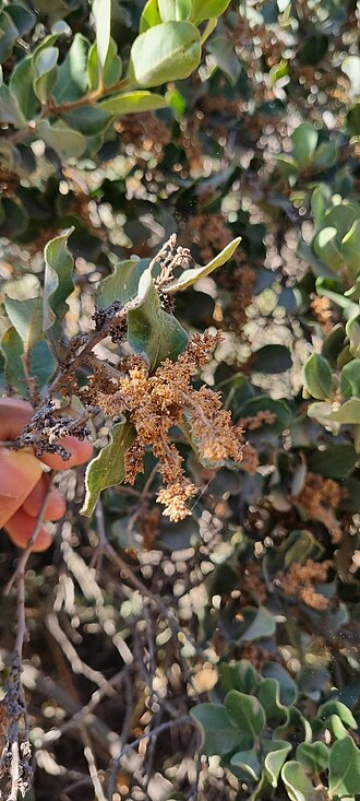 Lithraea caustica: Lithraea caustica, FFXQ+QF, La Florida, Peñalolén, Santiago Metropolitan Region, Chile, 2026-01-16 (iNaturalist).