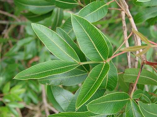 Lithraea molleoides: Lithrea molleoides - ANACARDIACEAE - Parque Olhos D'Água - Brasília - Distrito Federal - Brasil.