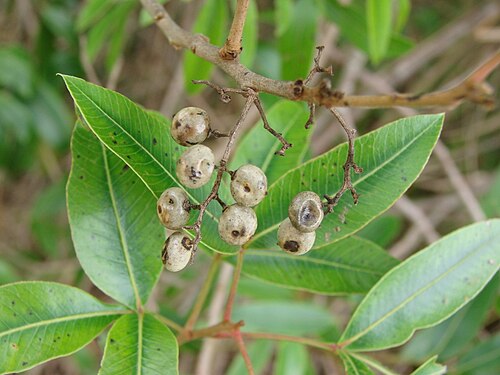 Lithraea molleoides: Lithrea molleoides - ANACARDIACEAE - Parque Olhos D'Água - Brasília - Distrito Federal - Brasil.