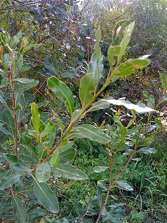 Lithraea molleoides: Picture of an Aruera Lithraea molleoides tree, taken in Uruguay