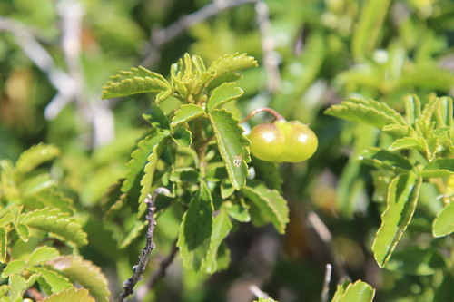 Llagunoa glandulosa (Llagunoa glandulosa)