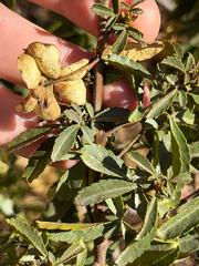 Llagunoa glandulosa (Llagunoa glandulosa)