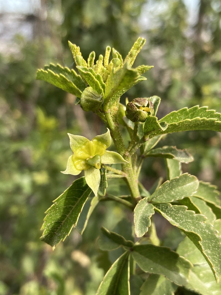Llagunoa glandulosa (Llagunoa glandulosa)
