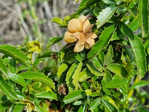 Llagunoa glandulosa (Llagunoa glandulosa)