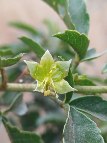 Llagunoa glandulosa (Llagunoa glandulosa)