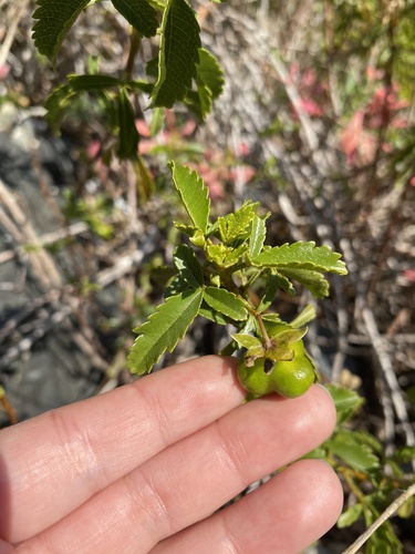 Llagunoa glandulosa (Llagunoa glandulosa)