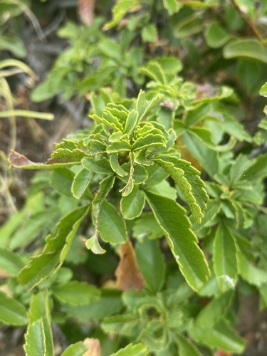 Llagunoa glandulosa (Llagunoa glandulosa)